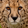 cheetah-head-shot-small.jpg