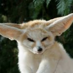 fennec_fox_pet.jpg