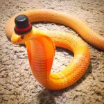 Vamers-Ermahgerd-Forget-Snakes-on-a-Plane-It-Is-All-About-Snakes-Wearing-Hats-Top-Hat-Snake.jpg
